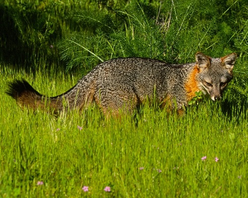 Thousands of years of isolation in a unique island environment has resulted in the development of the endemic island fox, a dwarf form of the mainland gray fox.