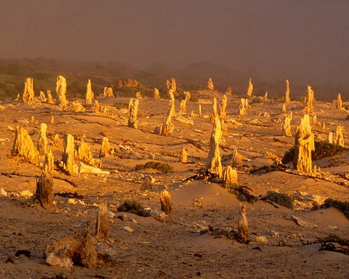 The caliche forest is a naturally occurring geologic feature consisting of prehistoric vegetation that has calcified, forming the "fossilized" landscape.