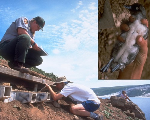 To preserve and protect the resources within the park, six species of sea birds, including the Cassin's aucklet, are monitored throughout the year by park biologists.