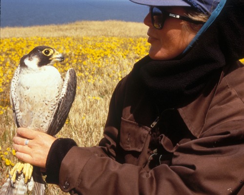 scientist with peregrine falcon