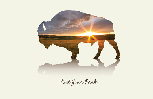 Bison image with sunset