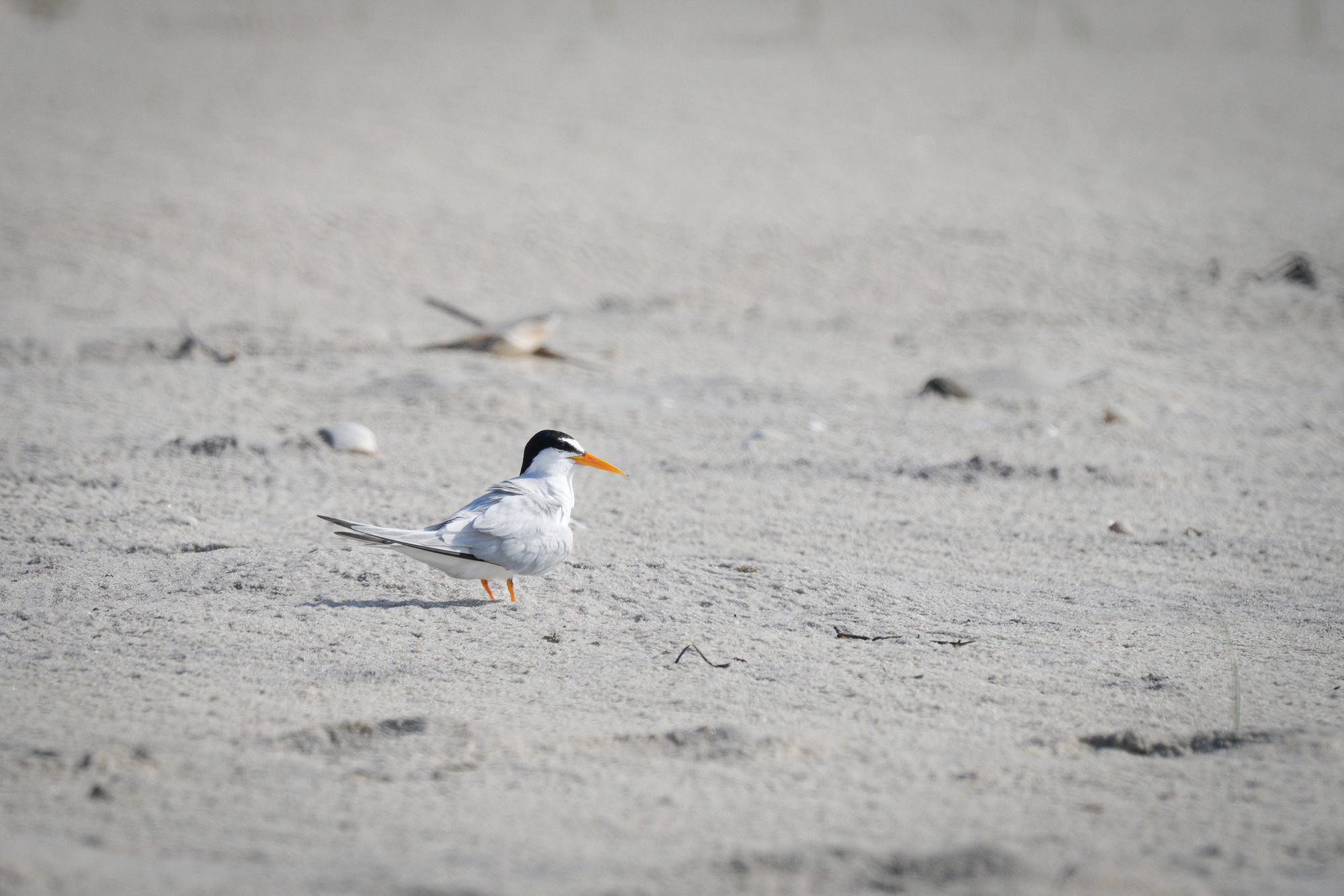 A small white shorebird with black markings and yellow bill and legs stands on a sandy beach.