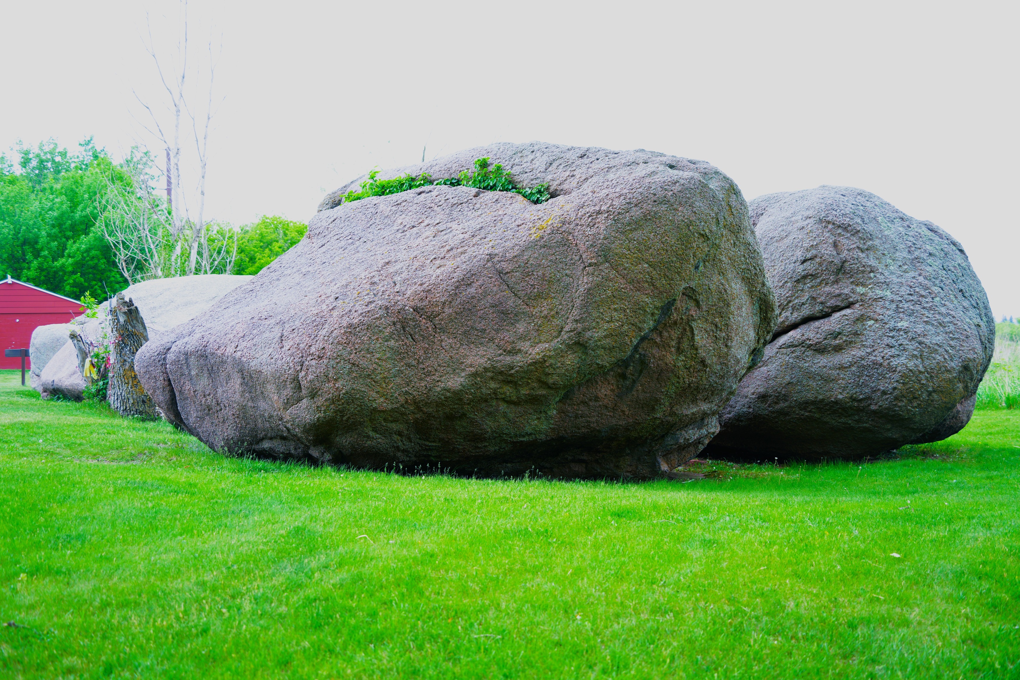 Several large boulders sit on a field of green grass. The nearest boulder has leaves coming out of a large crack near the top of the boulder. In the left background is a red building with pitched roof and trees beyond. A bright sky is across the top. 