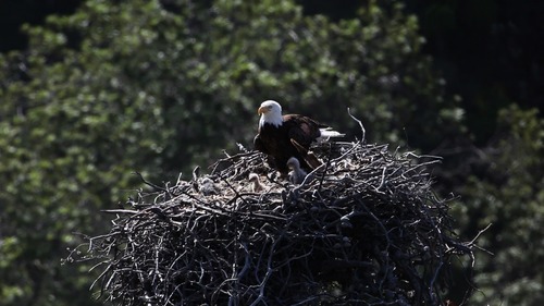 Bald eagle 2