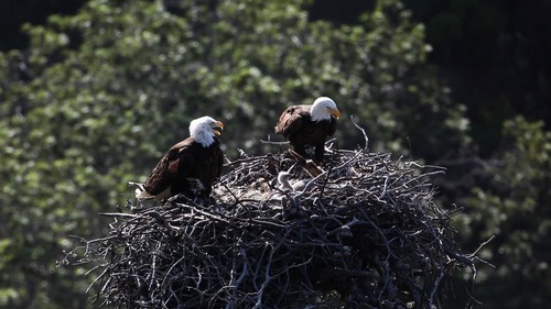 eagle