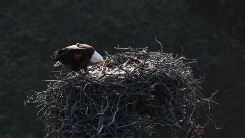 eagle