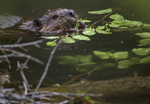 a beaver in a lake eating a twig