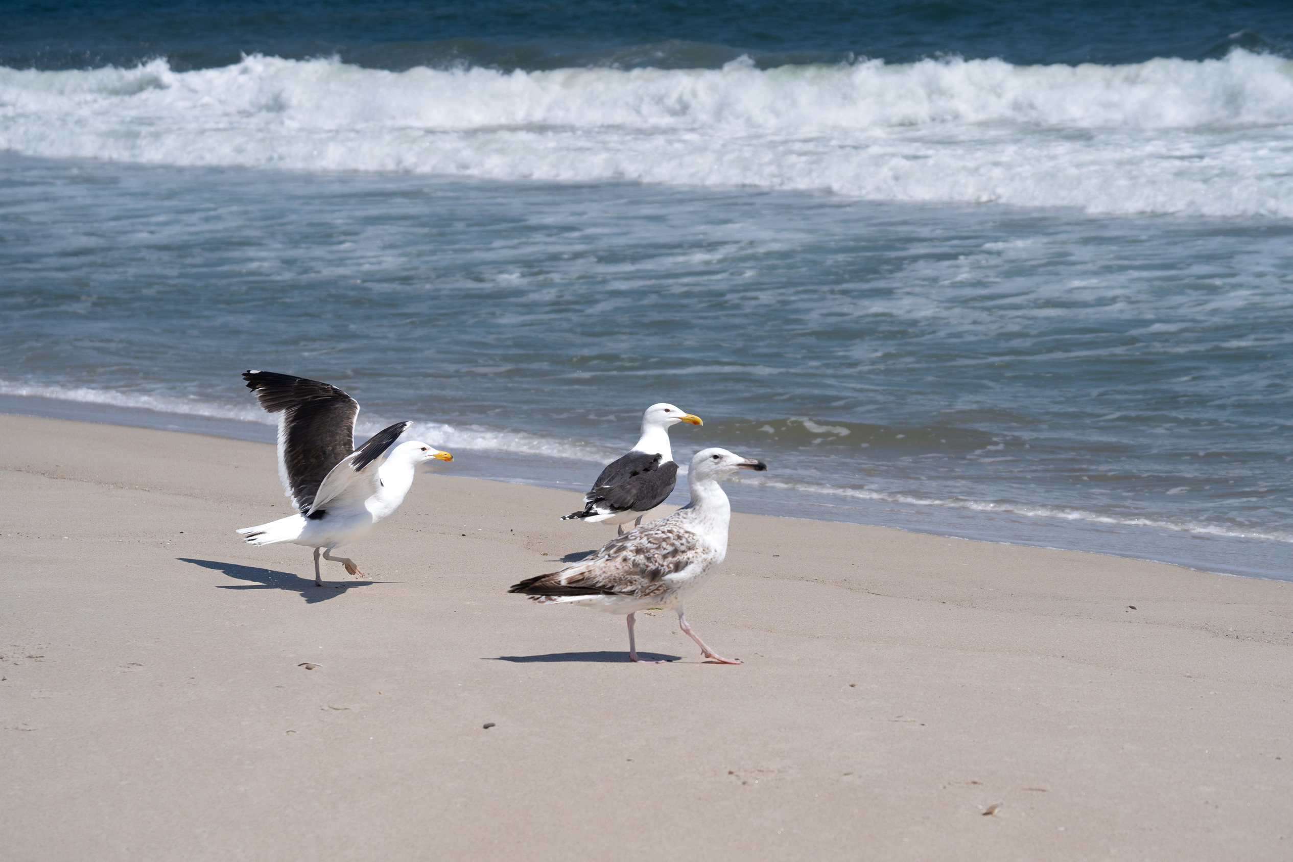 Three gulls, two with adult white and dark gray plumage and another with juvenile brown and white mottled plumage, stand on a sandy beach with ocean waves crashing.