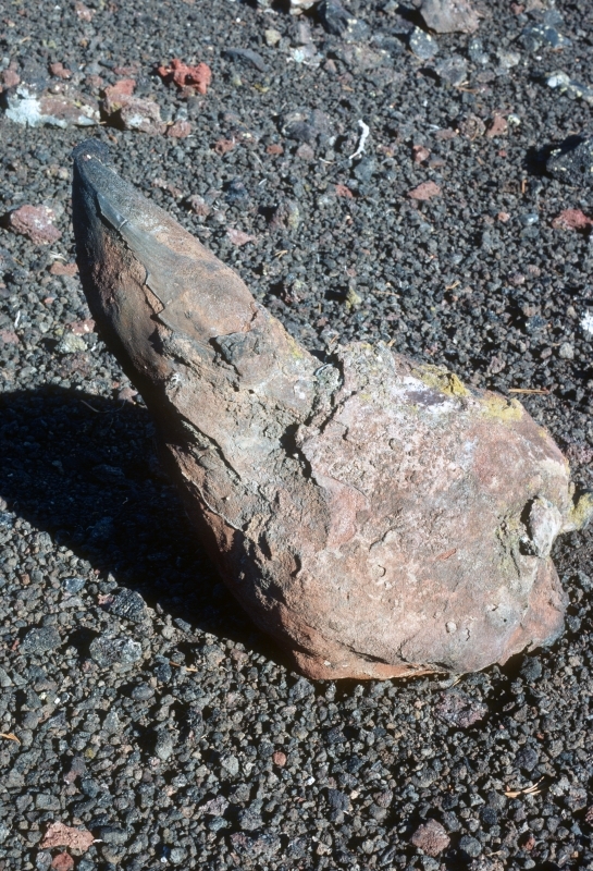 a large brown rock with a pointed shape