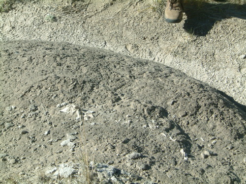 several bone fragments sticking out from a round rock outside.
