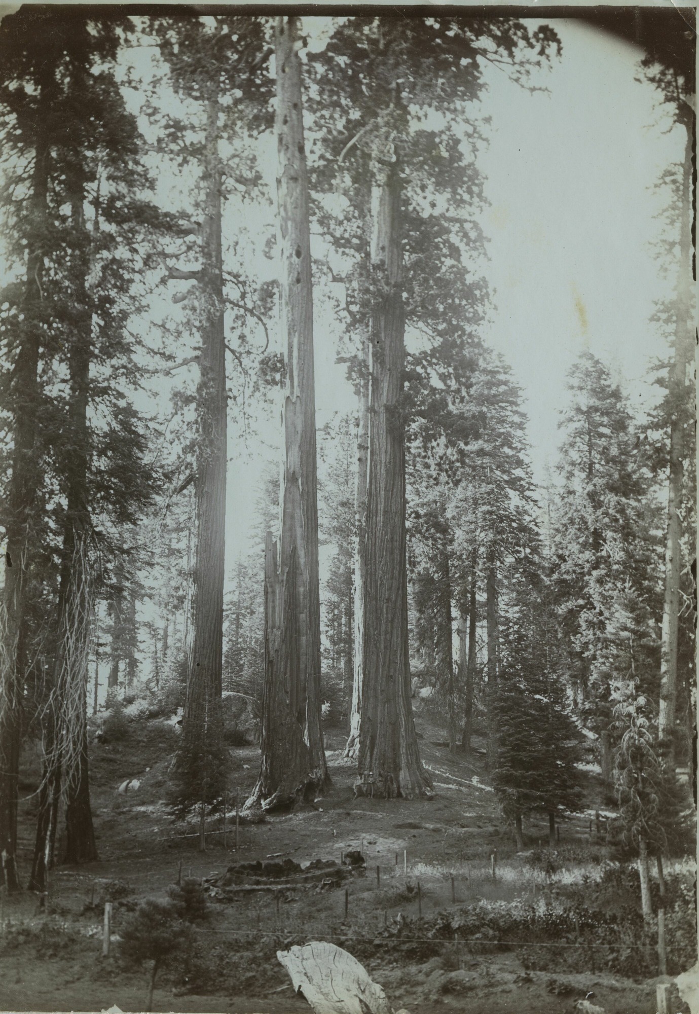 SEKI Roberts Collection Series: 3 Prints; 1 Small; 13 Sequoias