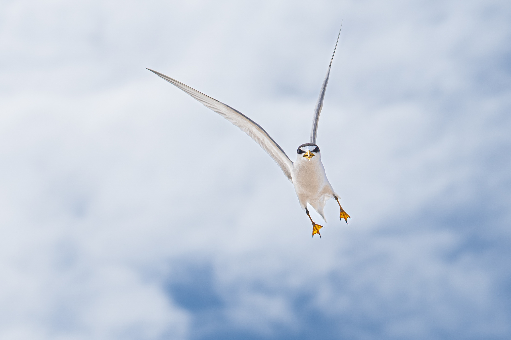 A close-up of an angry-looking white bird with black markings and yellow bill and feet in mid-flight against a cloudy sky. The bird is moving directly at the photographer.