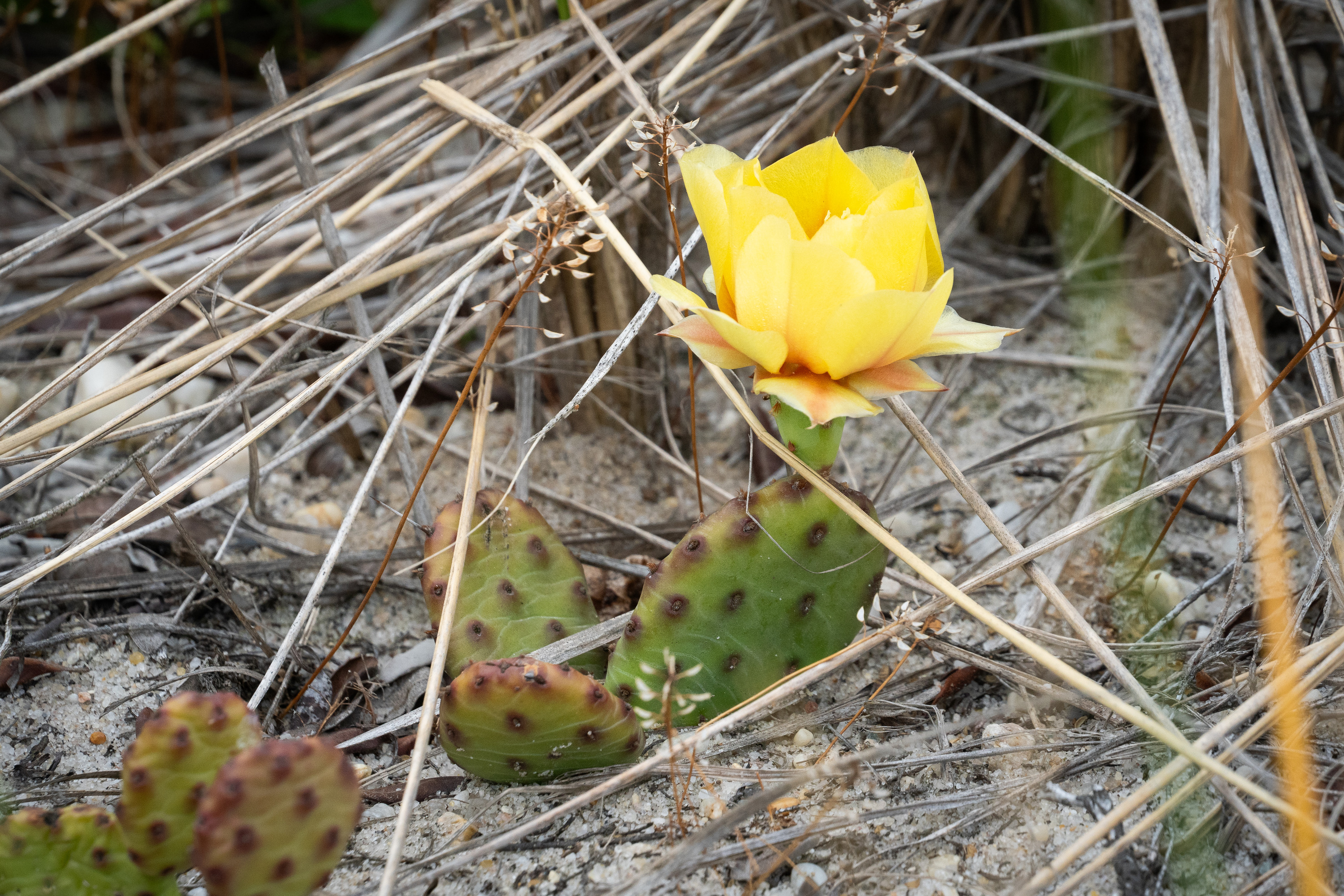 A close-up of a small green cactus with a yellow flower against a gray and brown sandy background.