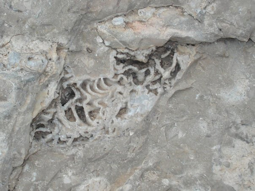 a fossil with several folds embedded in rock.