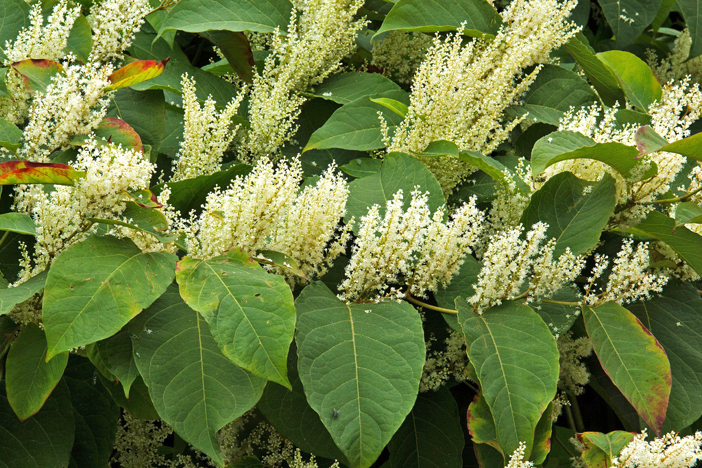 Japanese knotweed