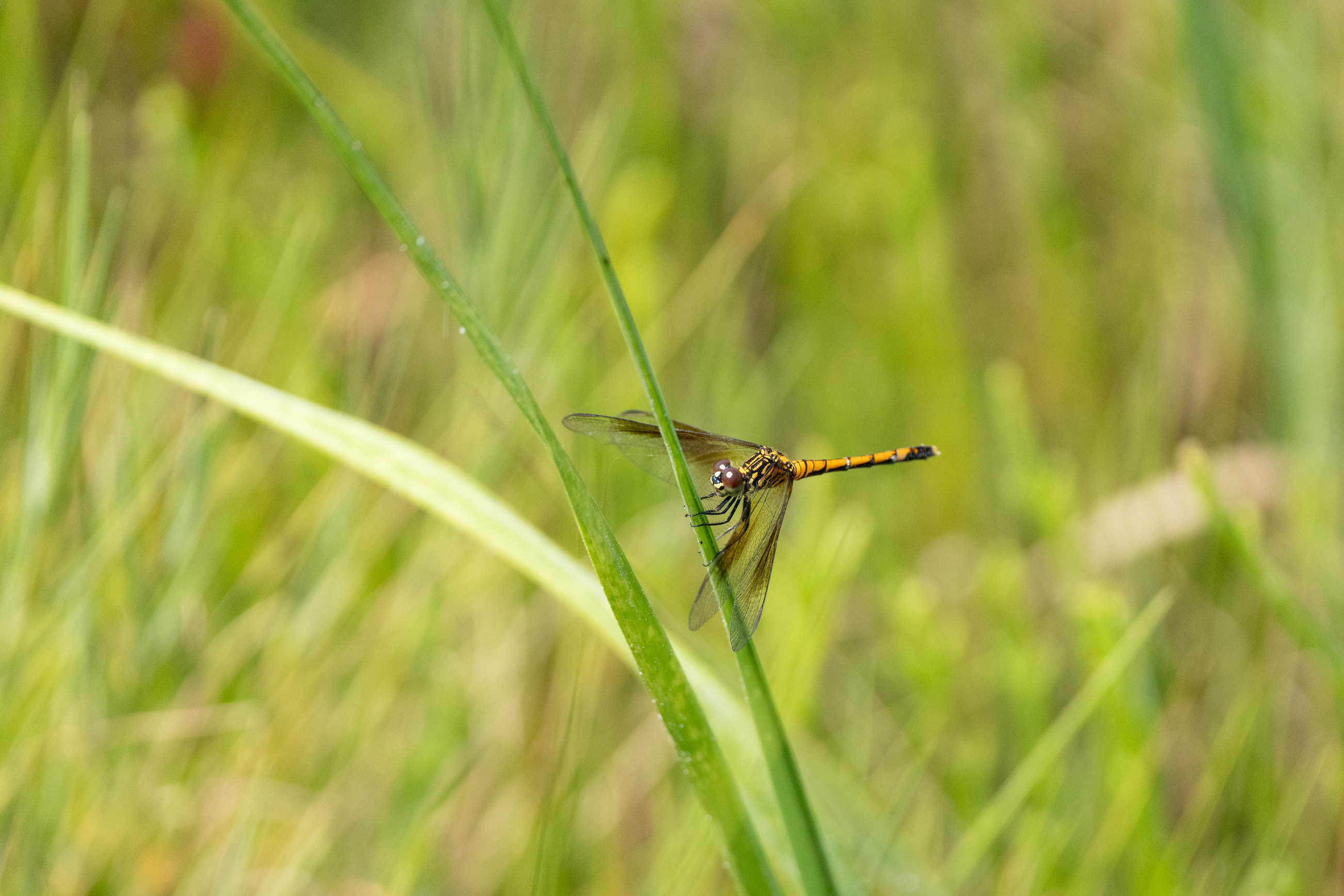 A black and orange patterned dragonfly holds onto a piece of green grass.