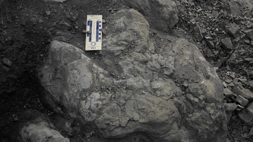 a dark rock with impressions in it with a ruler sitting on top. 