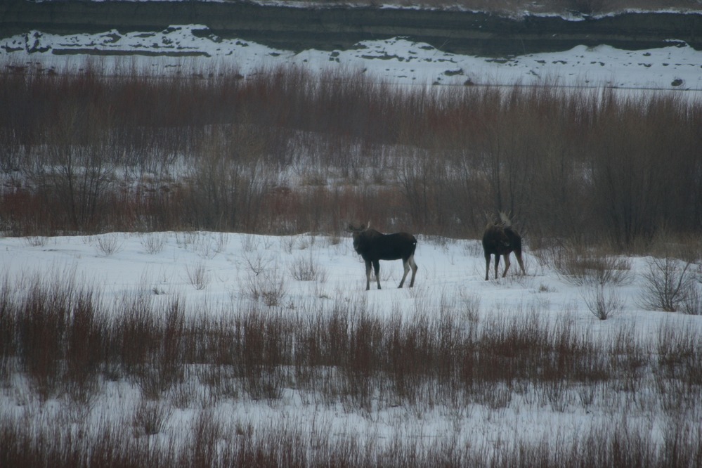Two moose bulls in the snowy Missouri River bottoms in front of Fort Union Trading Post.