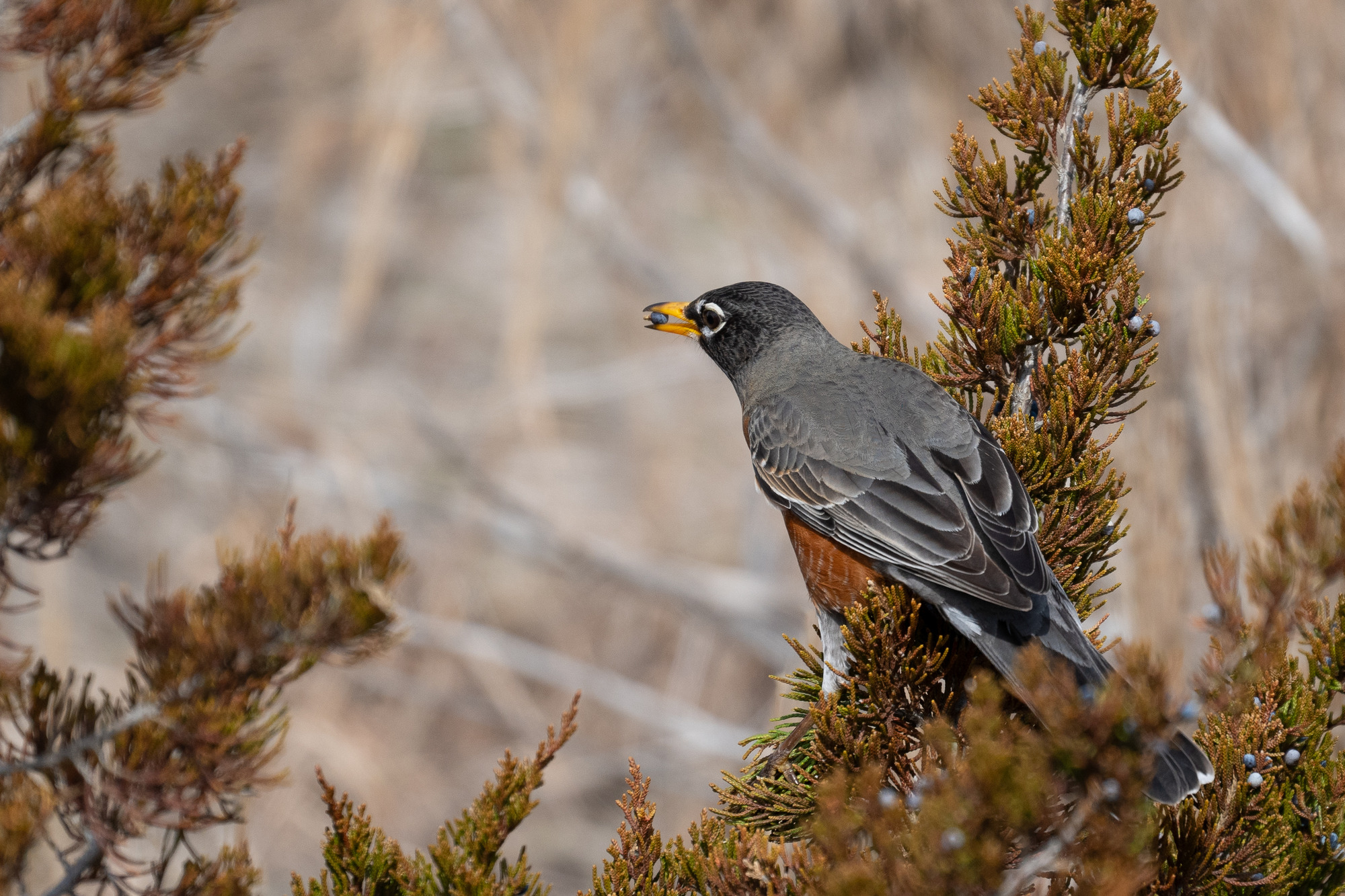 A bird with dark top and red-brown breast perches in an evergreen tree and eats a small bluish berry.