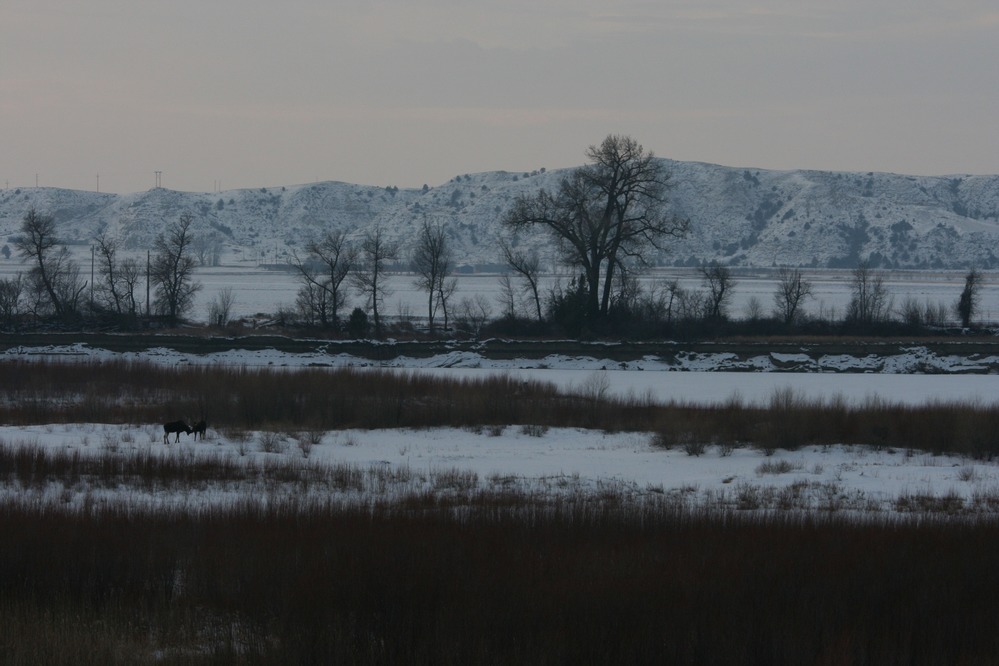 Two moose bulls in the Missouri River bottoms, with tree line and bluffs in the background.