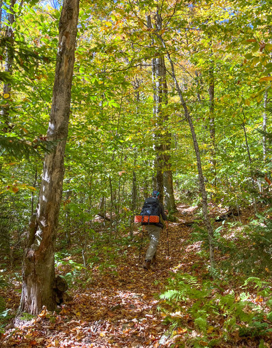 Hiker with backpacking gear hiking uphill through a forest 