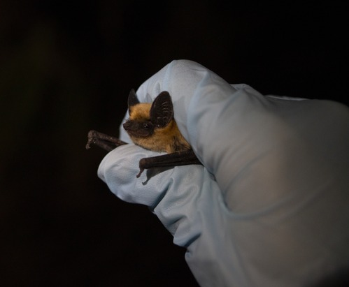 Canyon Bat with black ears and face and light brown fur in a gloved hand of a researcher.