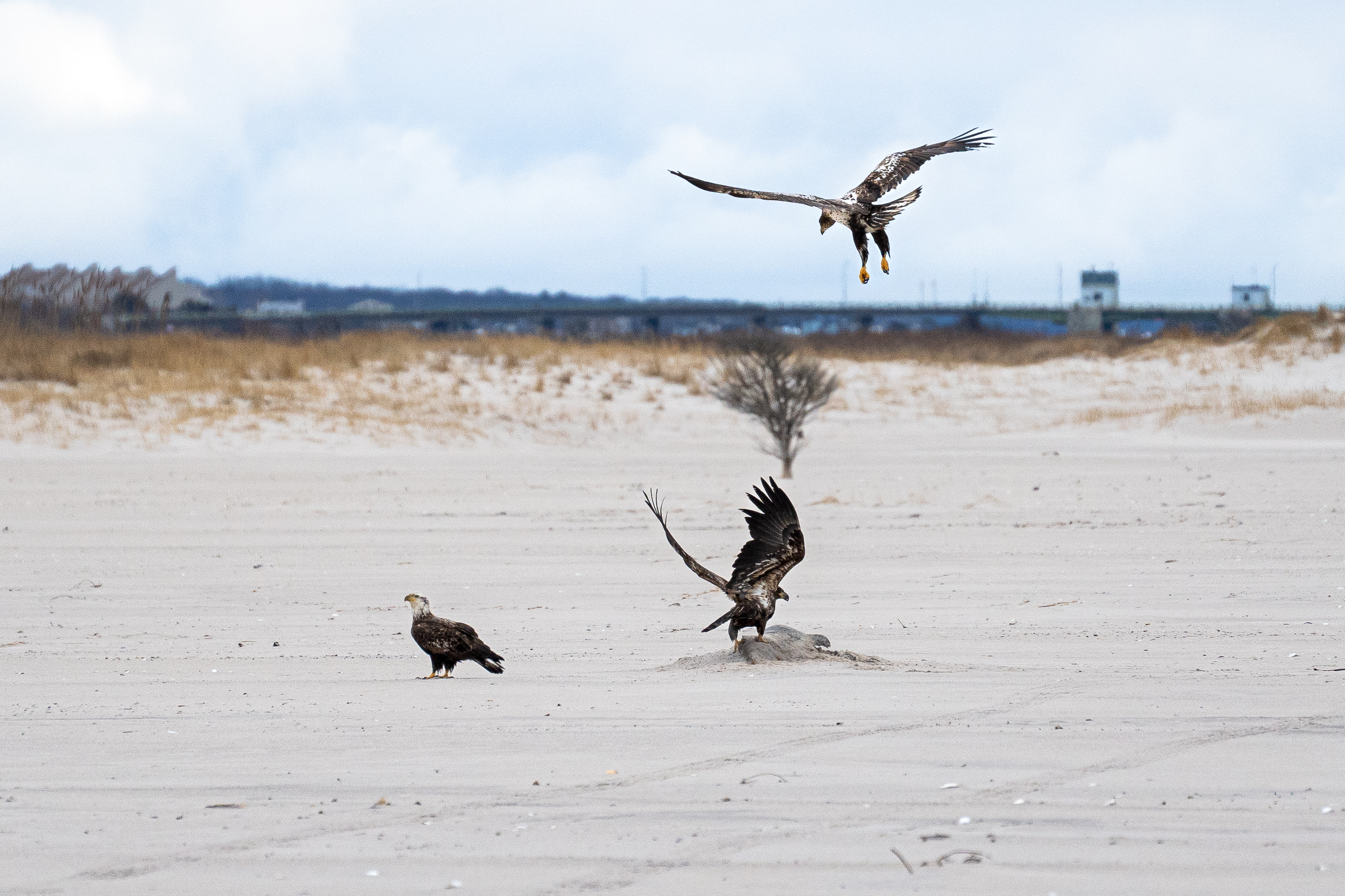 Three mottled brown eagles on a sandy beach with dunes and a bridge in the background. Two of the eagles are on the sand and one is in the air.