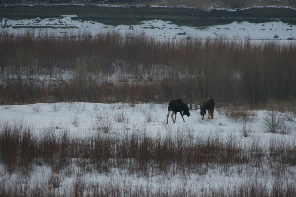 Two moose bulls poised to tussle in snow-covered Missouri River bottoms in front of Fort Union.