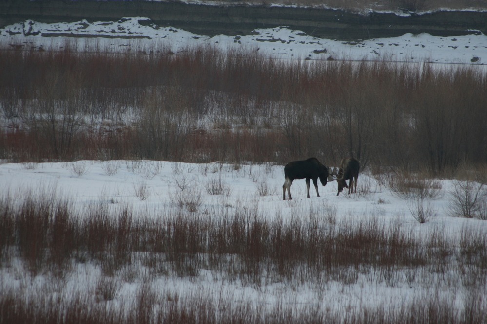 Two moose bulls with their antlers locked in a contest of wills