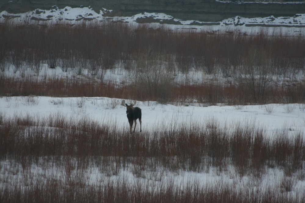 A large-antlered moose bull stares into the camera