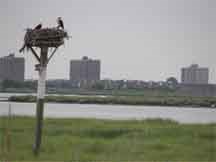 Ospreys at Jamaica Bay Wildlife Refuge