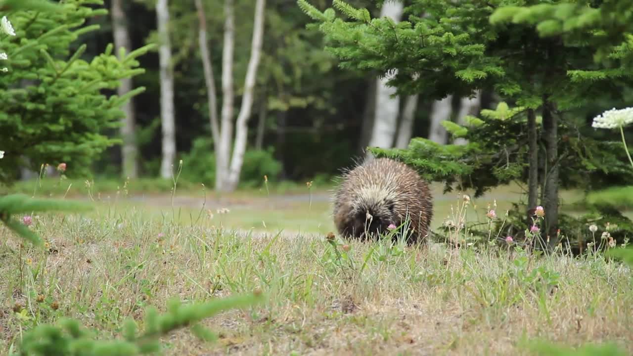 https://www.nps.gov/nps-audiovideo/legacy/acad/5F79C330-BE58-D433-BCE60A2D9F62B1FC/acad-PorcupineWalkingCLewis_splash.jpg