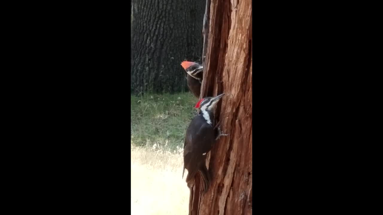 Video (U.S. National Park Service) Pileated Woodpecker at Work