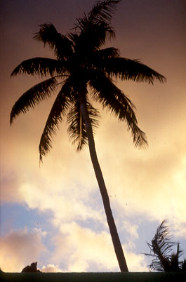 Coconut Tree
