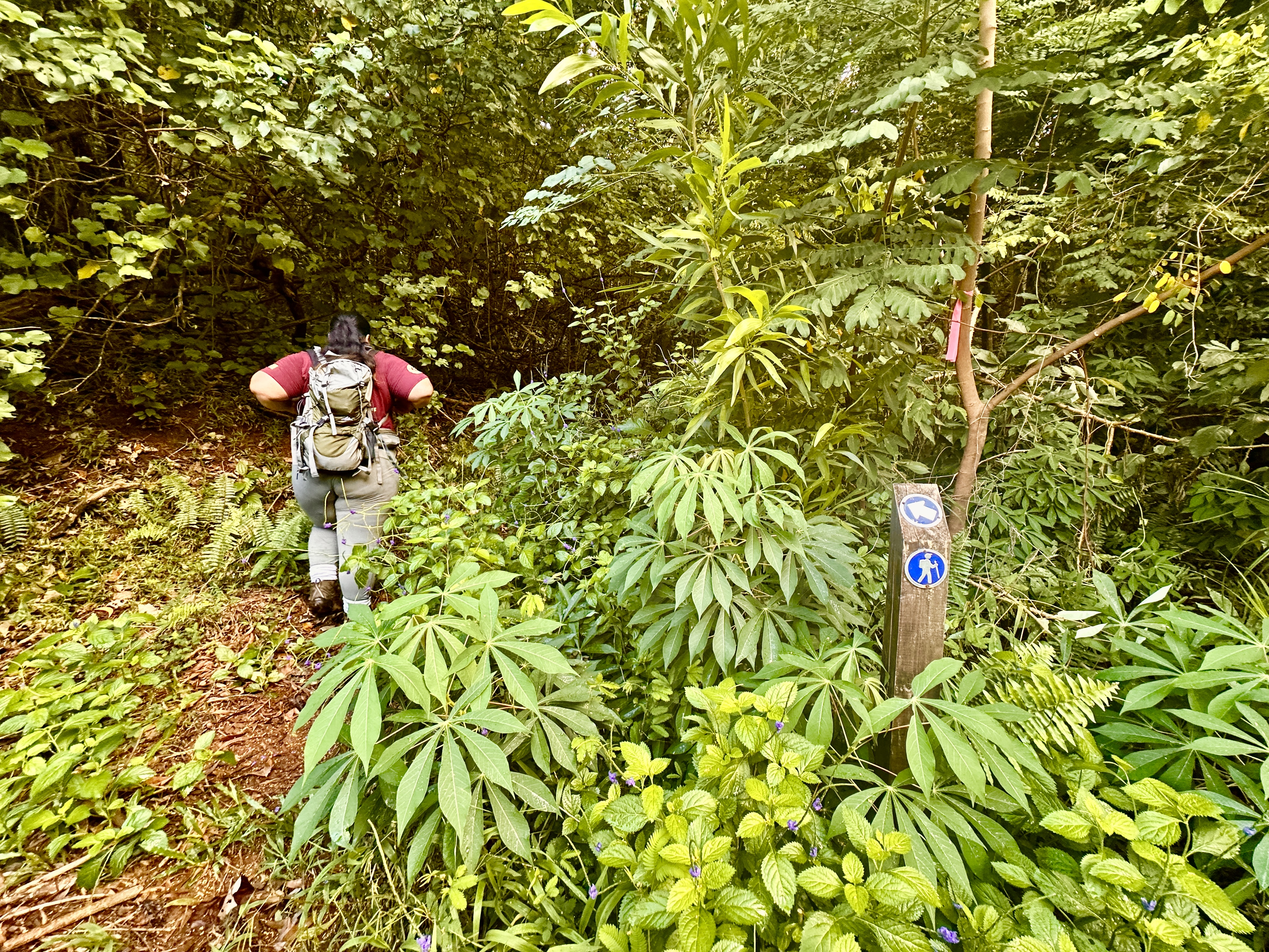 Outdoors; adult walking into thick green forest with a wooden post with a sign of a hiker on it to their right.