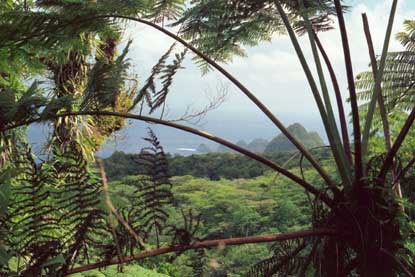 Tree fern frames a Tutuila landscape.