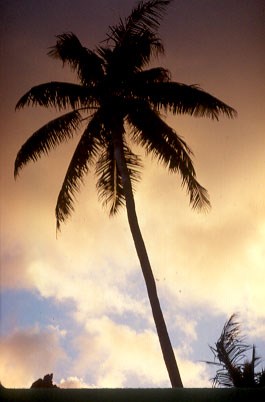 Coconut Tree