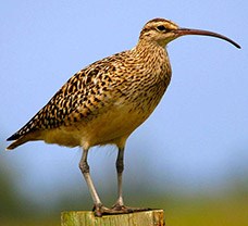 Curlew