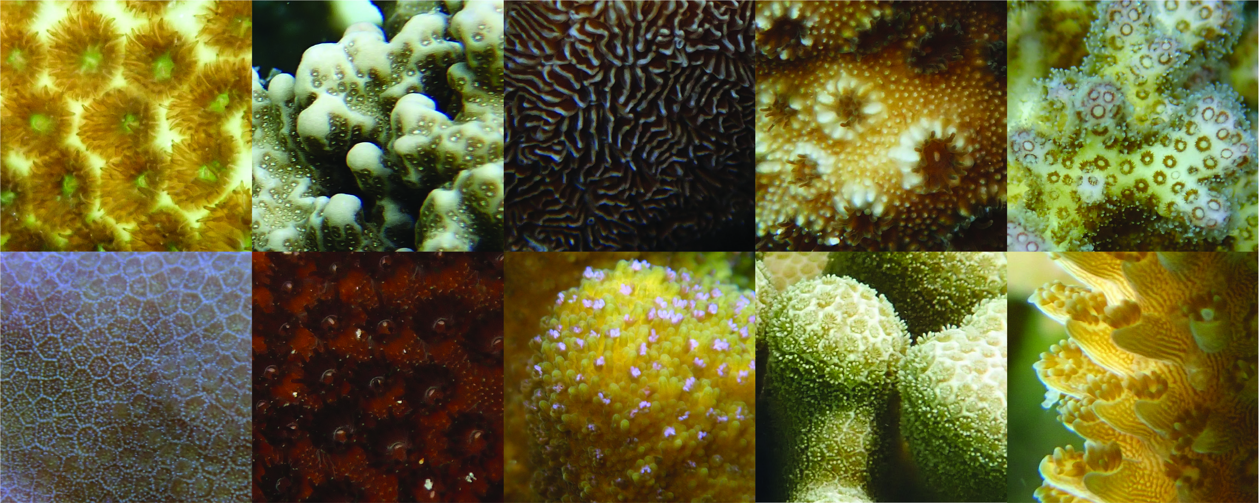 Collage; two rows of five close-up images of corals ranging in colors of tan, brown and red.