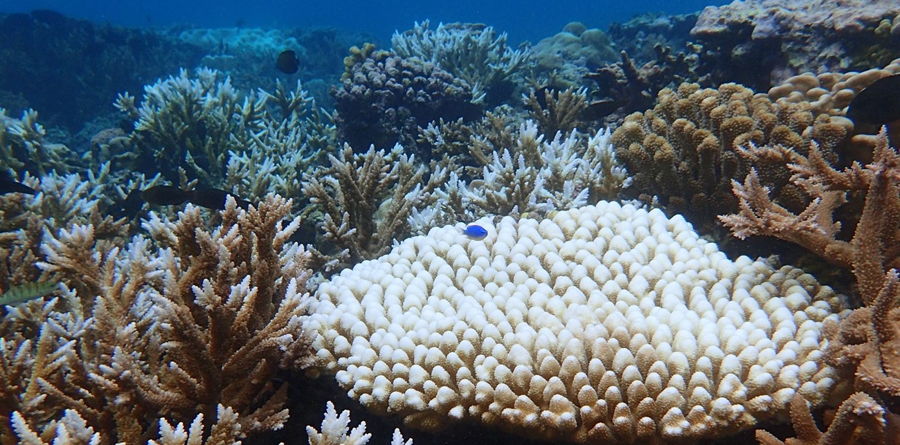 Outdoors; underwater, closeup of white corals in blue water.