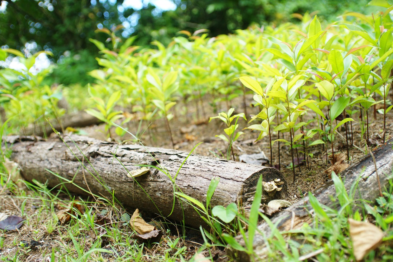 Plantlings