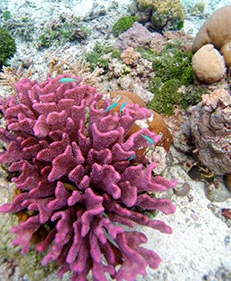 Coral and fishes