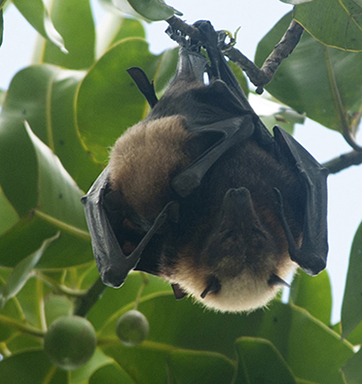 fruit bats as pets