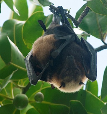 Fruit bat