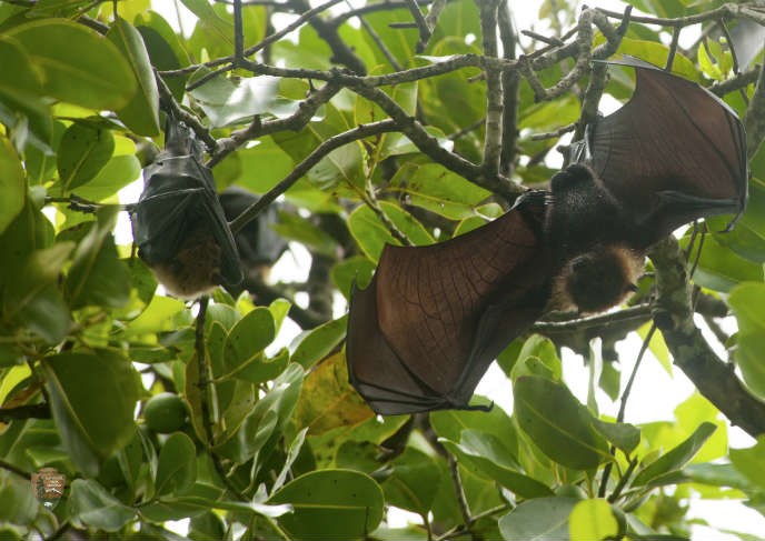 Fruit Bats hanging from a tree.