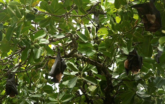 Bat roosting