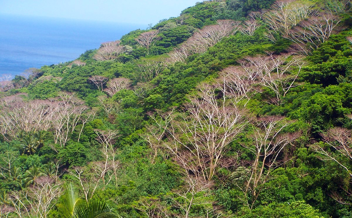 Dried Tamaligi trees after stripping of their lower barks.