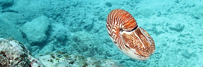 Mollusks National Park of American Samoa U S National 