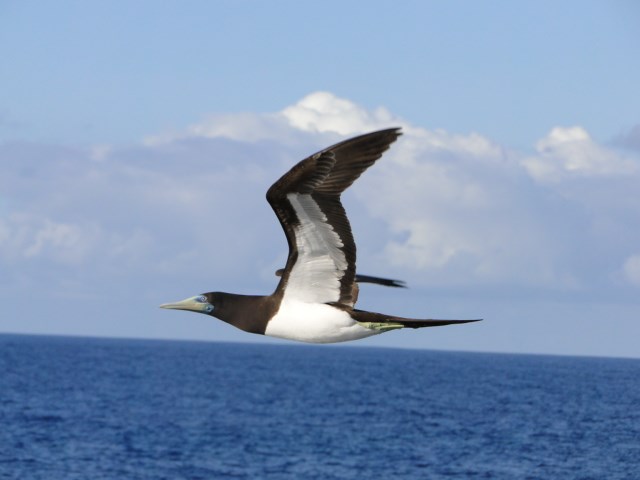 Brown booby, "fua'o" in flight