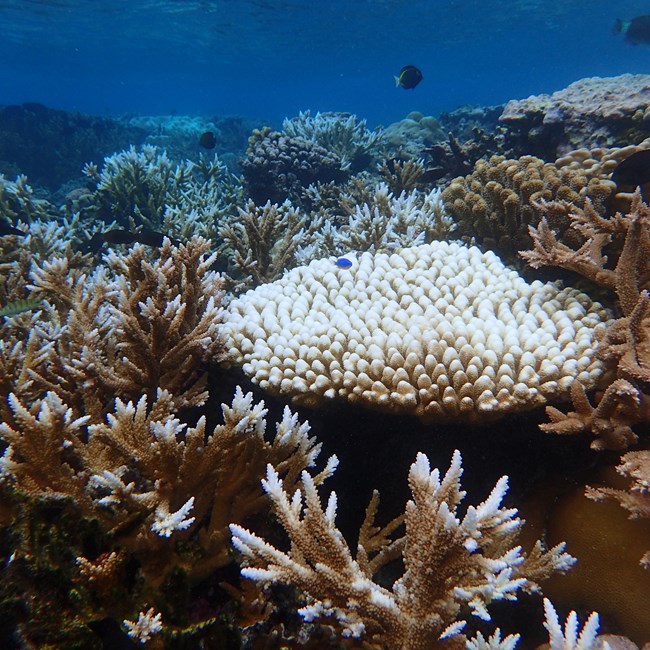 Outdoors; underwater, closeup of white corals in blue water.